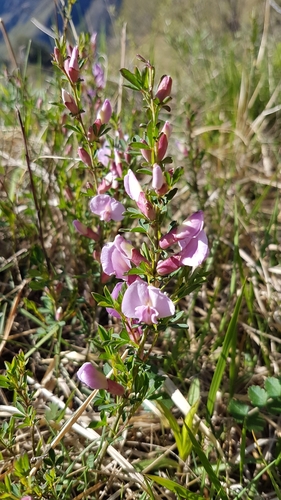 Chamaecytisus purpureus, photograph 1