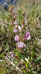 Chamaecytisus purpureus, photograph Marcello Manara, CC BY, iNaturalist via GBIF