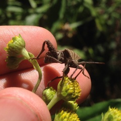 Piezogaster indecorus