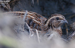 Coturnix japonica