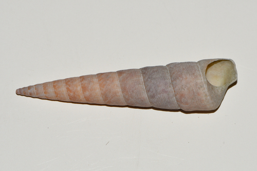 Caviturritella gonostoma