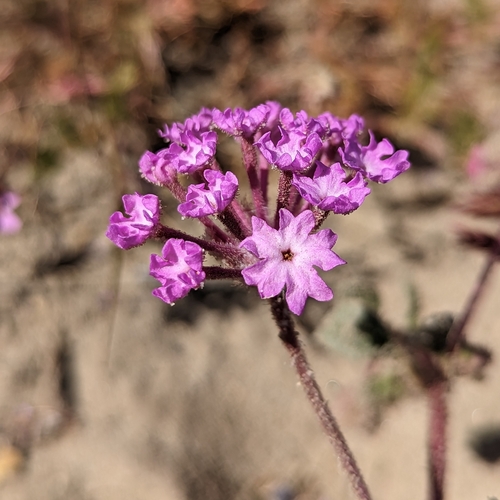 Abronia pogonantha (Abronia pogonantha)