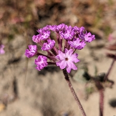 Bearded Sand Verbena (Abronia pogonantha)