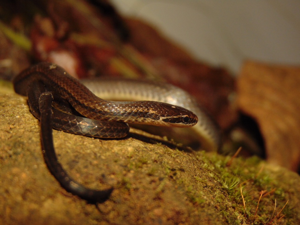 Culebra café (Animales endémicos del Estado de Veracruz) · iNaturalist