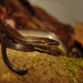 Forbes' Graceful Brown Snake - Photo (c) Esaú Valdenegro-Brito, some rights reserved (CC BY-NC-SA), uploaded by Esaú Valdenegro-Brito