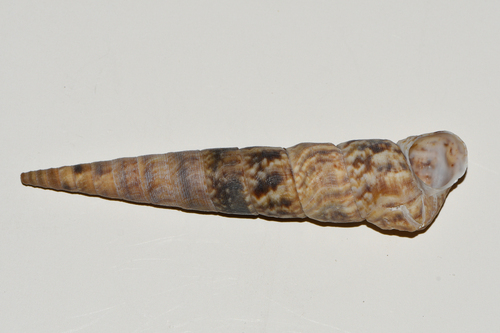 Caviturritella gonostoma