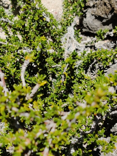 Image of Rachicallis americana by (c) kwask, some rights reserved (CC BY)