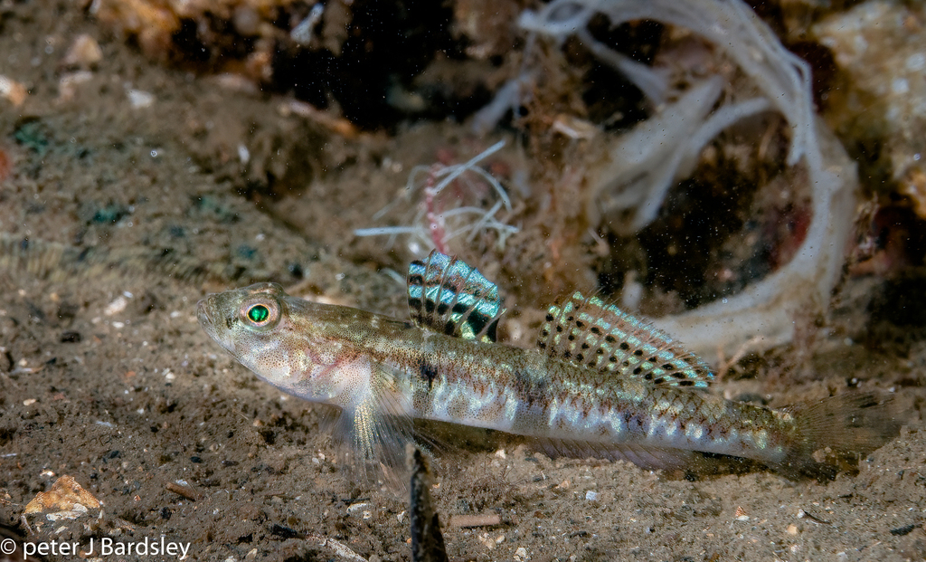 Painted Goby