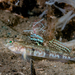 Painted Goby - Photo (c) peter Bardsley, some rights reserved (CC BY-NC), uploaded by peter Bardsley