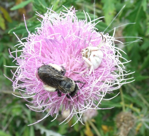 Eastern Thistle Longhorn Bee photo 6