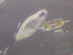 Tiarina fusus