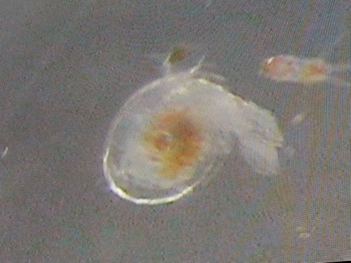 Helicid Pteropod