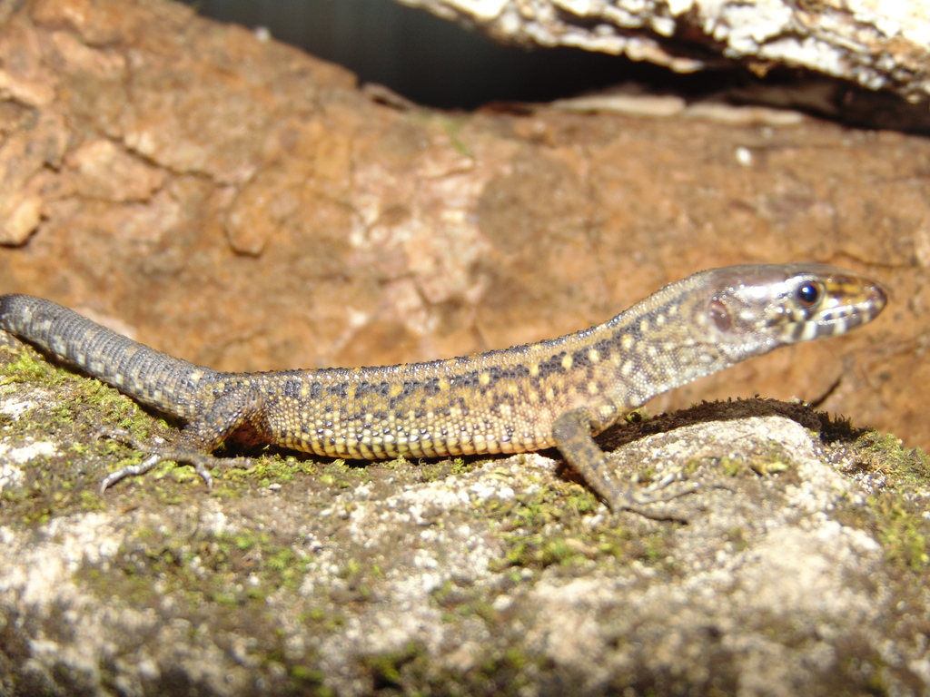 Madrean Tropical Night Lizard