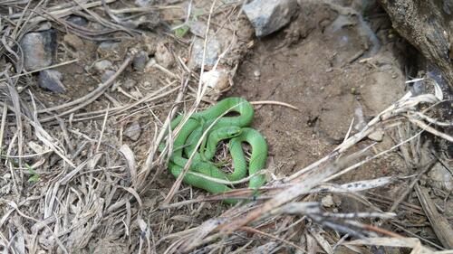 Smooth Greensnake, Boulder County, CO, USA, photo 8 of 10