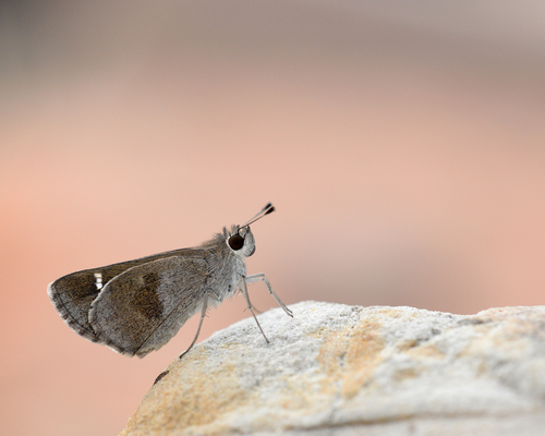 Violet-clouded Skipper photo 2