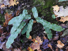 Asplenium scolopendrium americanum