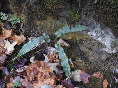 Asplenium scolopendrium americanum