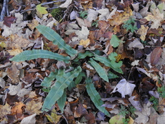 Asplenium scolopendrium americanum