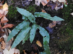 Asplenium scolopendrium americanum