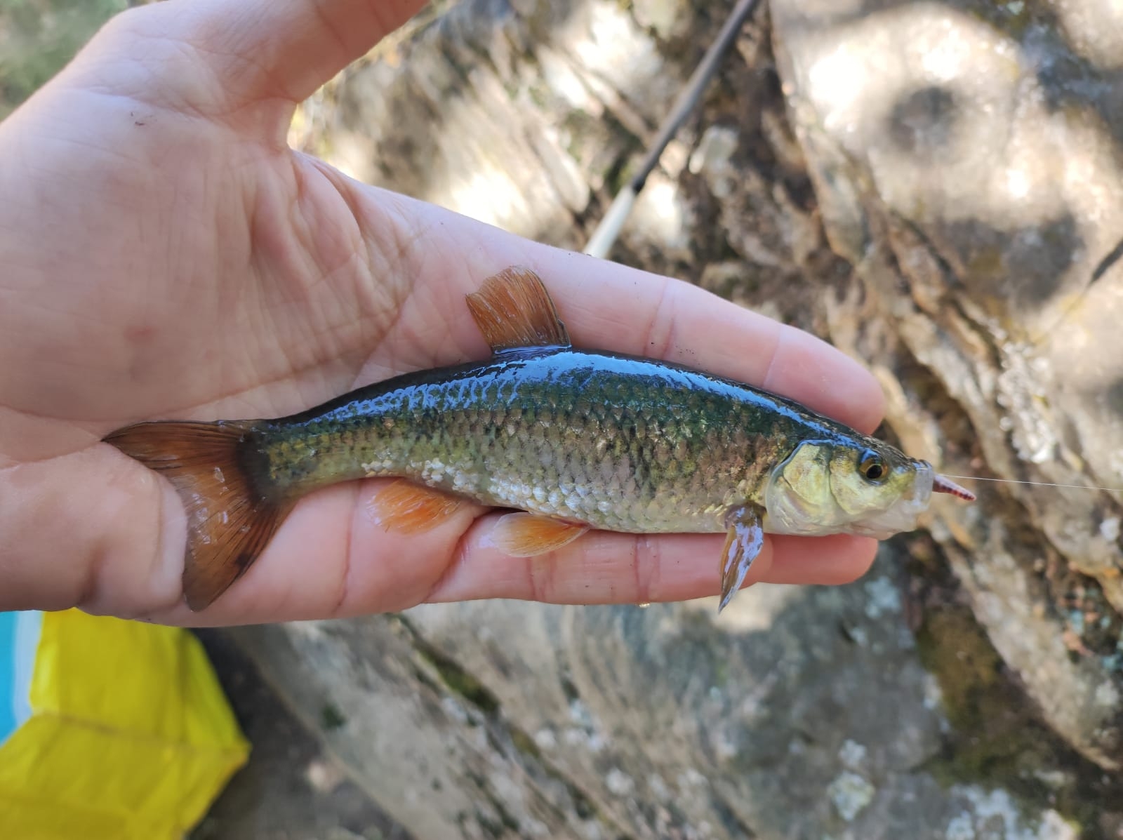 Mira Chub photo 2