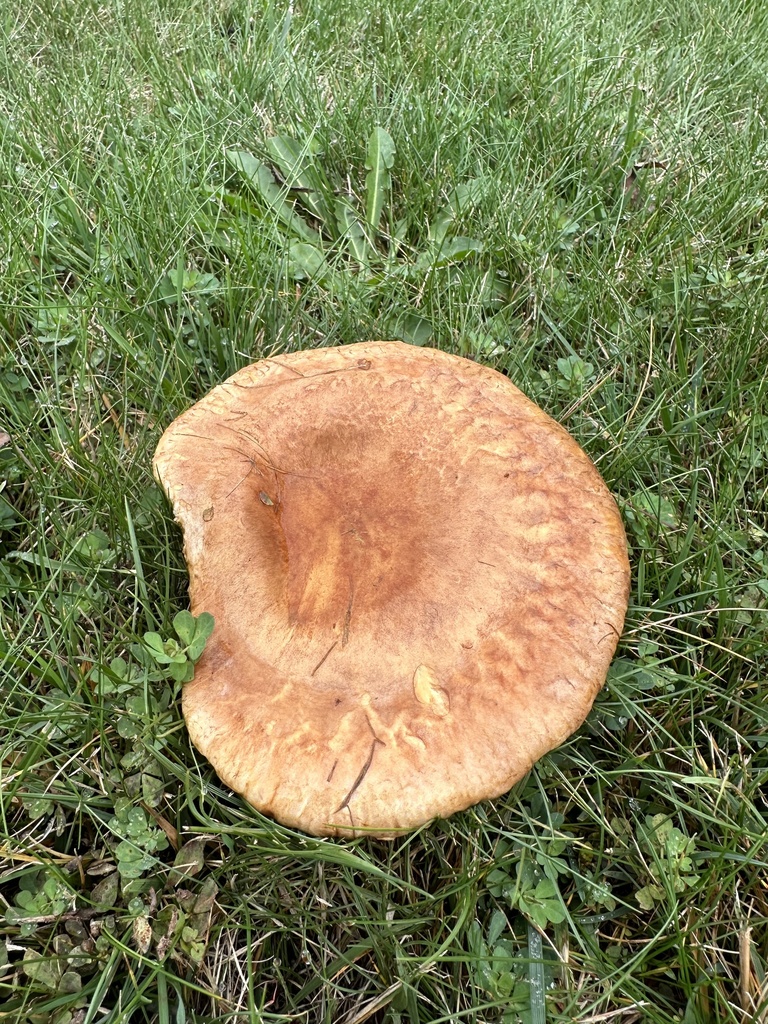 Lactarius quieticolor · April 2023 · photo: © nitsuga74 (iNaturalist, cc-by)