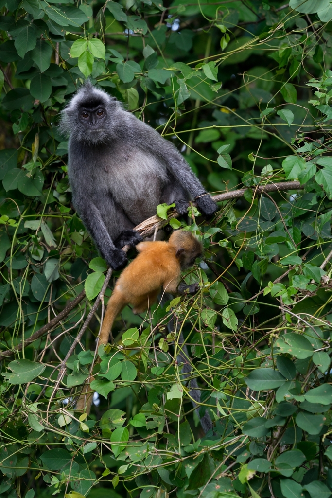 Silvered Leaf Monkey in April 2019 by anschieber · iNaturalist