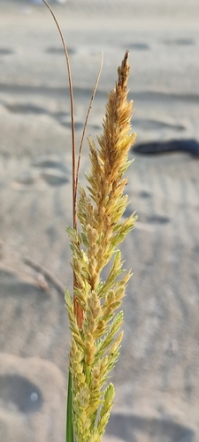 Uniola pittieri (Uniola pittieri)