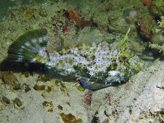 Pseudomonacanthus macrurus
