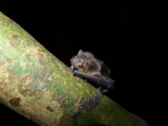 Pipistrellus nanulus