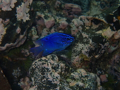 Acapulco Damselfish photo 5