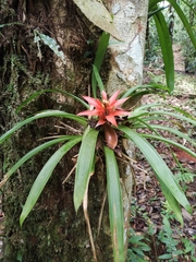 Guzmania lingulata image