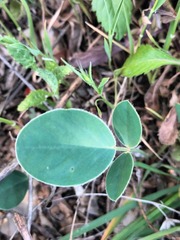 Sulla coronaria image