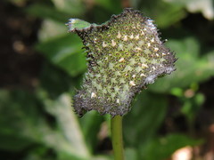 Dorstenia