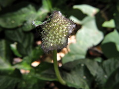 Dorstenia