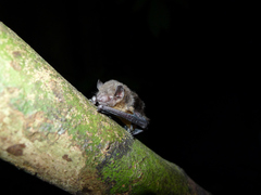 Pipistrellus nanulus