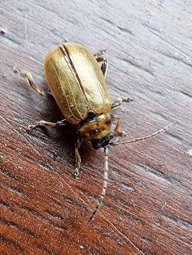 Heather Beetle, photo 8 of 9