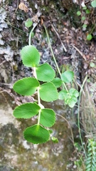 Gingidia montana