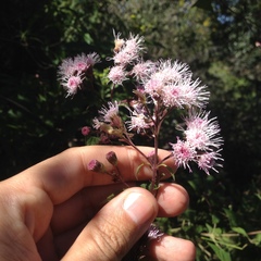 Ageratina deltoidea