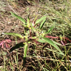 Euphorbia tubadenia