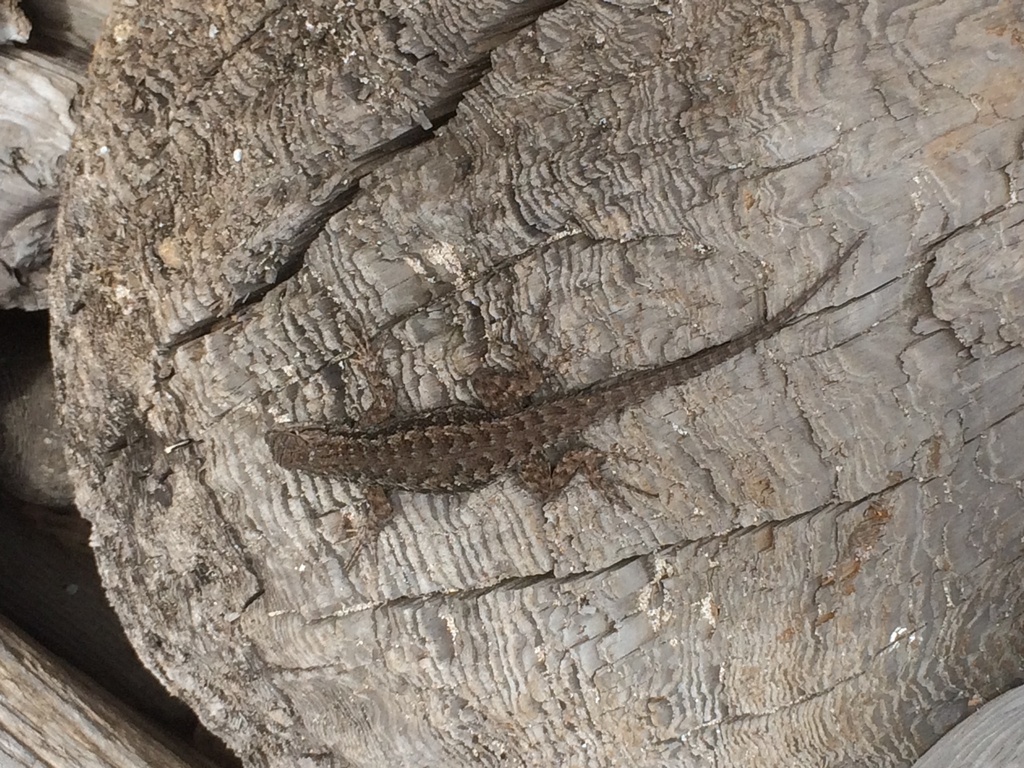 Eastern Fence Lizard in April 2015 by hlinak · iNaturalist