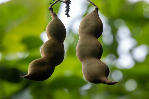 Tamarindus indica - Whole tree