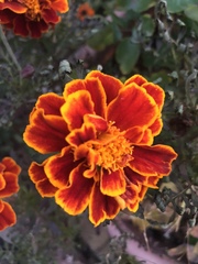 Tagetes erecta
