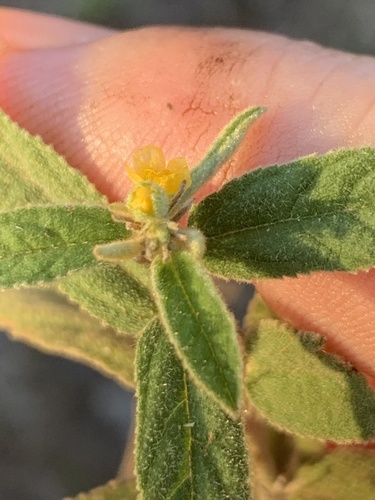 Sida atherophora observed 2023-04-08