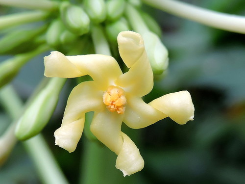 Carica papaya