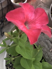 Magnoliopsida