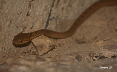 Leptodeira polysticta