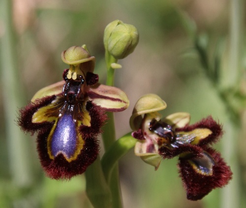 Mirror orchid