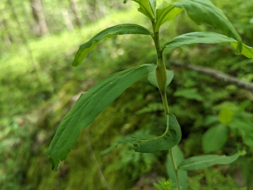 Gnorimoschema gallaeasterella photo 3