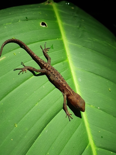 Gelanesaurus flavogularis
