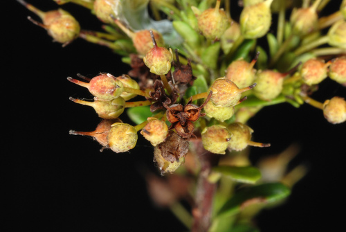 kalmia buxifolia